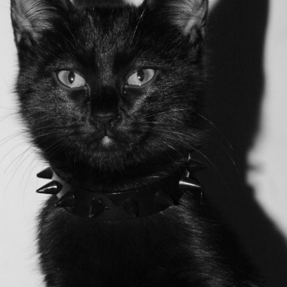 catmuffin